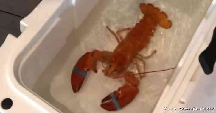 Rare Lobster Saved from Seafood Restaurant Becomes an Instant 'Shellebrity'