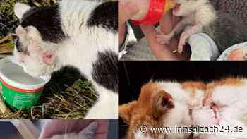 “Ohne uns hätten diese armen Seelchen keine Chance!“