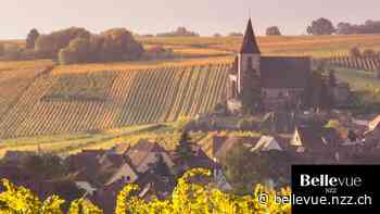 Weine aus dem Elsass: Empfehlungen aus dem Hause Trimbach - NZZ Bellevue