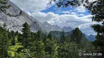 Baumgrenze verschiebt sich: Wachsen die Alpen zu? - br.de