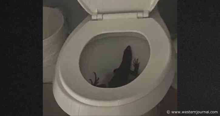 Woman Turns on Bathroom Light to Find One of State's Scariest Invasive Monsters Waiting Inside Toilet
