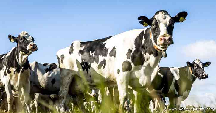 Second-Generation Dairy Farmer Forced to Cull 95% of Herd Over Environmental Regulations