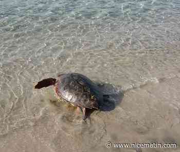 Une tortue Caouanne pond une centaine d'œufs sur une plage de l'Hérault