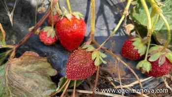 Siccità: frutta e verdura ustionate, i raccolti calano del 70 per cento - Agenzia Nova