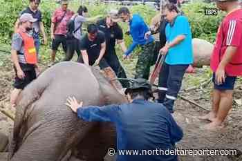VIDEO: Thai elephant calf, mother rescued from deep pit - North Delta Reporter