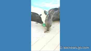 WATCH:  Sea lions cool off in Texas heat