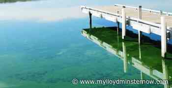 Saskatchewan, Alberta health agencies caution over blue-green algae - My Lloydminster Now