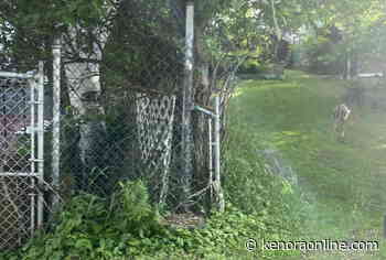 Ministry investigating aggressive deer reports - KenoraOnline.com