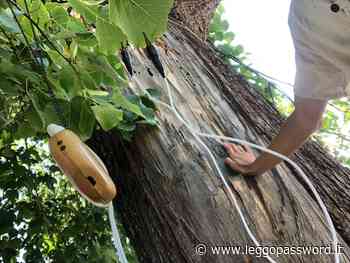 Garanti del Verde: «Tigli viale Trieste, martedì il taglio di quattro esemplari dal valore incommensurabile» - Password Magazine