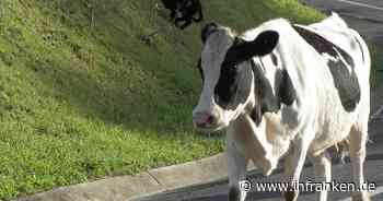 Tierischer Polizeieinsatz in Coburg: Kuh flüchtet in Speisekammer - 'Beamte staunten nicht schlecht' - inFranken.de