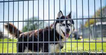 Heppenheim: Steuer für Tierheimhunde wieder im Fokus - Echo Online
