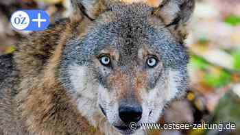 MV: Wölfe ziehen durch Herrnburg und die Palinger Heide - mit Wolf-Video - Ostsee Zeitung