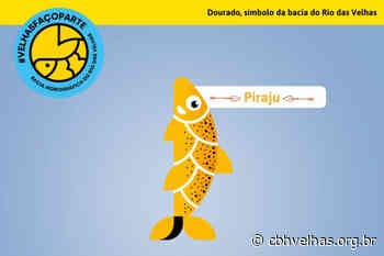Conheça o Piraju, novo personagem da bacia do Rio das Velhas - CBH Rio das Velhas
