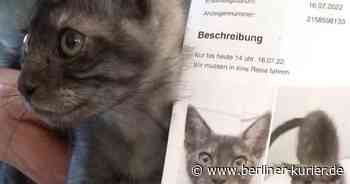 Unfassbarer Tier-Schicksal: Diese Katzenbesitzer sollten sich schämen! Kater Smokey im Internet verschenkt – der Grund ist UNFASSBAR - Berliner Kurier