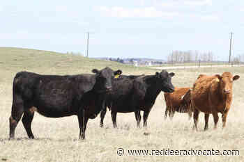 Price correlation between retail beef product and live cattle diverging – Red Deer Advocate - Red Deer Advocate