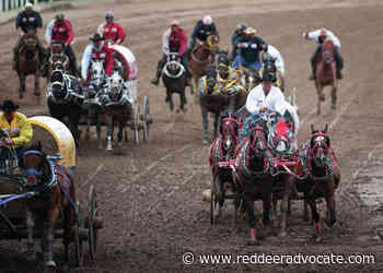 Horse put down following injury during Calgary Stampede chuckwagon races - Red Deer Advocate