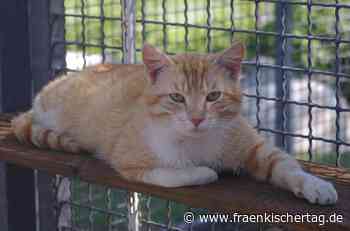 Zuhause für Kater „Huckleberry“ gesucht - Fränkischer Tag