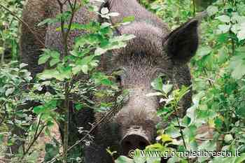 Allarme cinghiali, la Polizia provinciale all'opera con gabbie e abbattimento - Giornale di Brescia