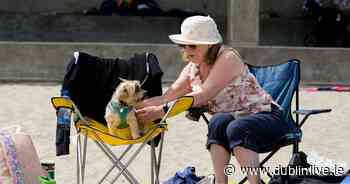 The dog breeds at greatest risk during Dublin's heatwave as DSPCA issue top tips for keeping pets cool - Dublin Live