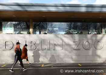 Dublin Zoo denies allegations of animal abuse - IrishCentral