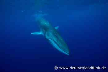 „An die Stelle des Walfangs sind heute neue Bedrohungen getreten“ - Deutschlandfunk