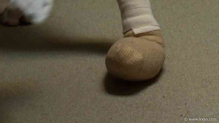 Increased pet heat strokes, paw injuries reported in Austin amid heat wave