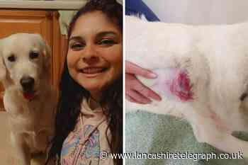 Chorley: Woman terrified after Golden Retriever attacked by dog