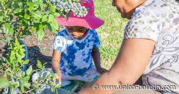 It's a 'berry' good summer for Milton-Freewater's Bluewind Berry Farm - Walla Walla Union-Bulletin