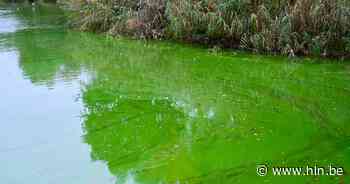 Blauwalgen gespot aan vijvers Rieme en kasteeldomein van Wippelgem - Het Laatste Nieuws