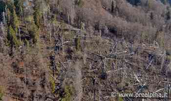 Allarme da Ispra: foreste a rischio - La Prealpina