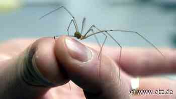 78-Jährige fährt gegen Brückengeländer in Jena - Grund dafür sind Spinnen