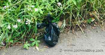 Devon and Cornwall Police say dealing with dog poo is not their job - Cornwall Live