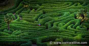 Cornwall's best tropical and hidden gardens you must visit - Cornwall Live