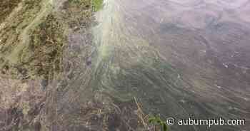 First harmful algal blooms of 2022 confirmed in Cayuga County-area lakes - The Citizen