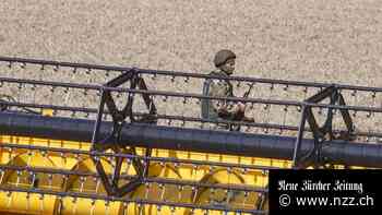 Weizenexport: Die ukrainischen Bauern bangen um ihre Existenz - und warten sehnlich auf eine Einigung mit Russland