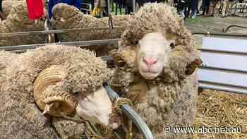 'It'll affect everyone': Sheep farmers warn foot-and-mouth outbreak will drive up prices