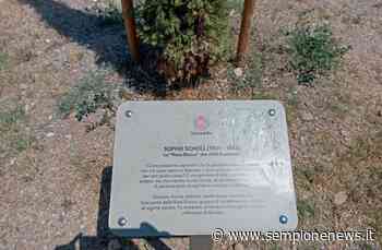 Ripulita la targa dedicata a Sophie Scholl vandalizzata a Rho - Sempione News