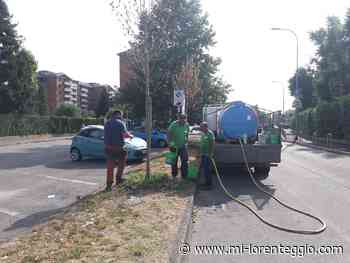 Rho. Platani di via Capuana, interventi speciali per contrastare l'onda di calore - MI-LORENTEGGIO.COM - LE ULTIME NOTIZIE DI CRONACA, POLITICA, ANNUNCI, SPORT, FOTO E VIDEO DI MILANO E LA LOMBARDIA - Mi-Lorenteggio