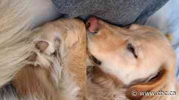 Dog owner wants Regina to get serious about foxtails after alarming trip to the vet