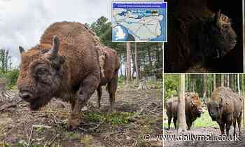 Long-lost bison will roam in Kent from today in new rewilding project in Canterbury