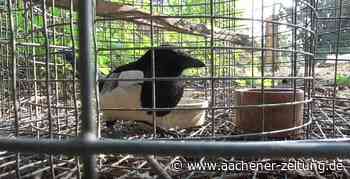 Erkelenz-Venrath: Staatsanwaltschaft wartet vergeblich auf den Rechtsanwalt - Aachener Zeitung