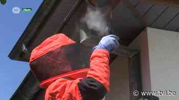 Aantal oproepen voor wespenverdelging piekt, particuliere verdelgers pikken graantje mee - TV Limburg