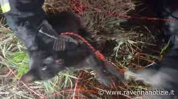 Massa Lombarda si mobilita, Sindaco in testa, per salvare un gattino di due mesi caduto in tubo - ravennanotizie.it