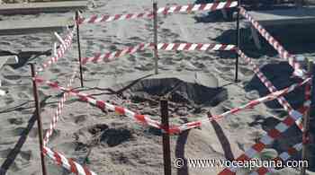Una tartaruga nidifica sulla spiaggia di Marina di Massa. «Evento straordinario» - La Voce Apuana
