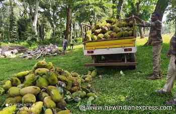 No insurance cover for Tamil Nadu forest frontline staff amid human-elephant conflict - The New Indian Express