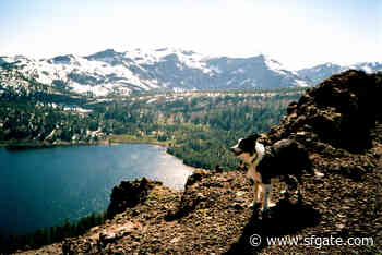 Dog leads rescue team to injured owner in Tahoe National Forest - SFGATE