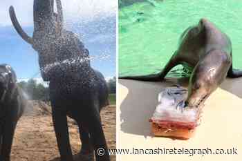 Blackpool Zoo criticised for staying open in heatwave