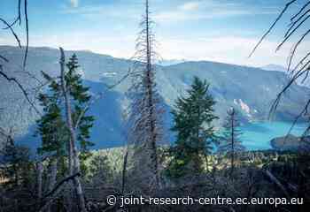 Climate variability drives global decline of forest resilience - joint-research-centre.ec.europa.eu