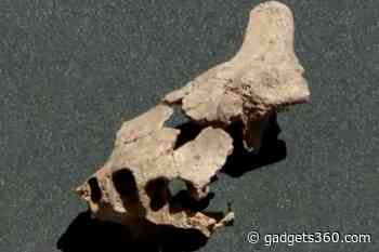 Fossilised Face of Oldest Human to Have Lived in Europe Unearthed in Spain