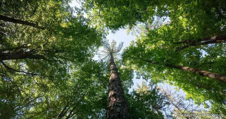Bayern bekommt erste Heil- und Kurwälder